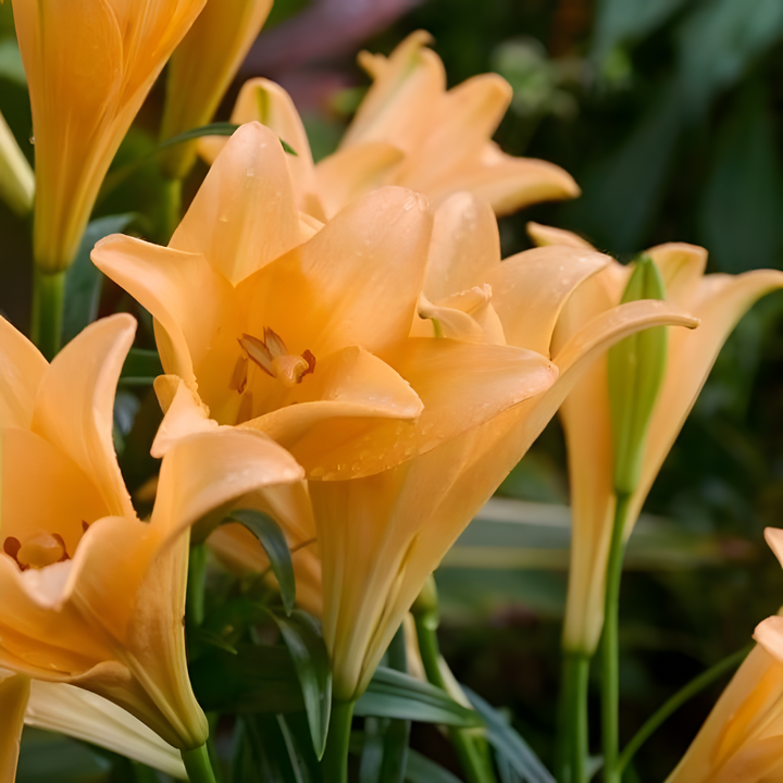 Лилия лонгифлорум Дифференс, 12/14, 1 шт.