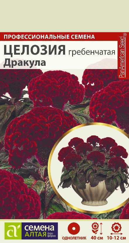 Целозия Дракула гребенчатая, 3 шт. 