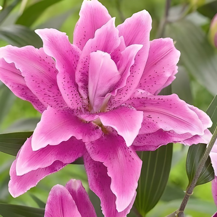 Лилия восточная махровая Roselily Елена, 16/18, 1 шт