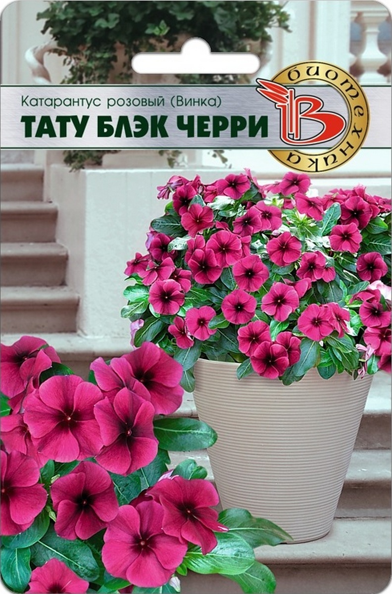 Катарантус розовый (Винка) Тату Блэк Черри, 8 шт. Биотехника