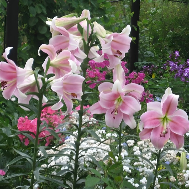 Лилия Элегант Леди, 12/14, лонг., - 1шт