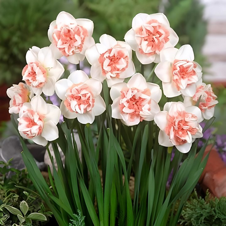 Нарцисс махровый Рози Клауд, 12/14, 1 шт.