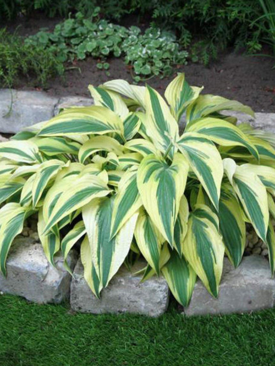 Хоста Лейксайд Драгонфлай, 1 шт.