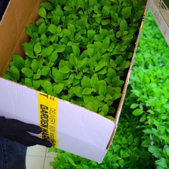 Первая поставка еврочеренков 2026