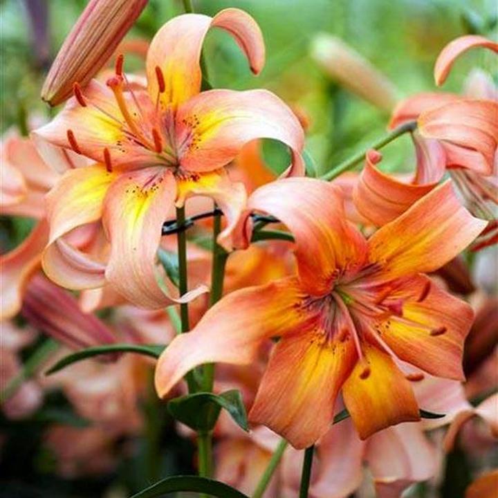 Лилия тигровая Салмон Флейвоур, 12/14, 1 шт.