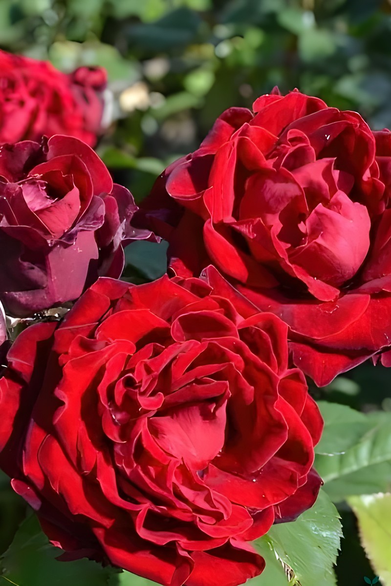 Роза спрей (миниатюрная) Таманго/ЦКор