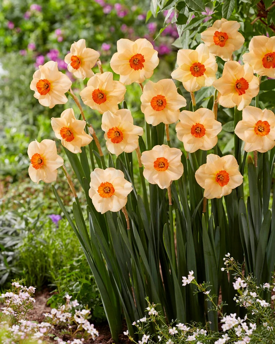 Нарцисс крупнокорончатый Альтруист, 12/14, 1 шт.