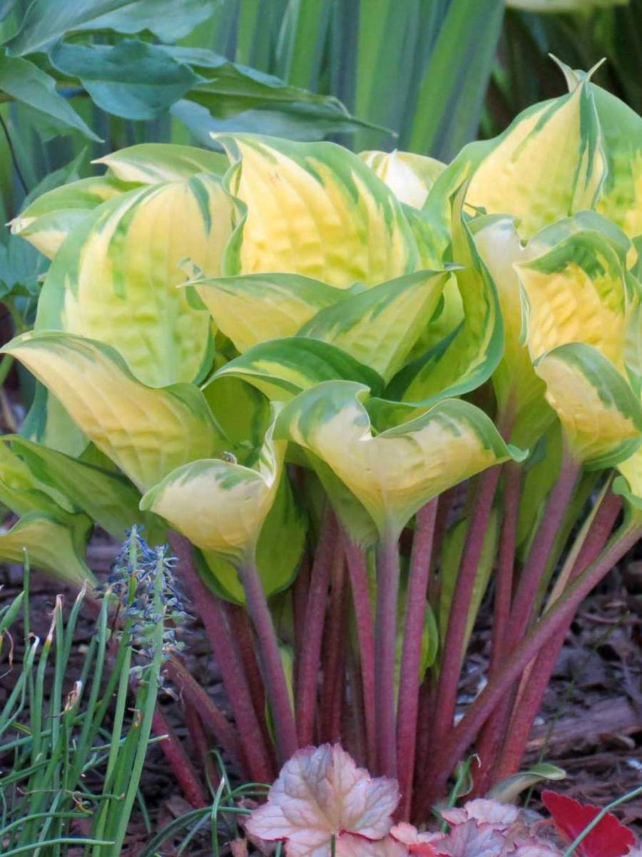 Хоста Волкано Айленд, 1 шт.