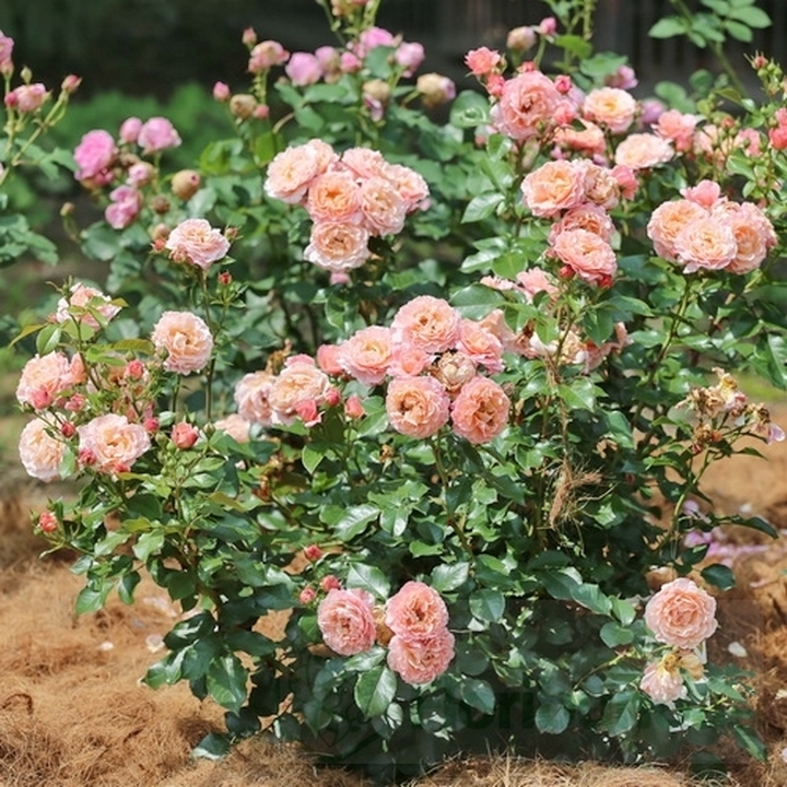 Роза флорибунда Мари Кюри