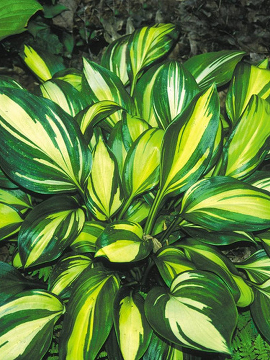 Хоста Рейнбоуз Энд, 1 шт.