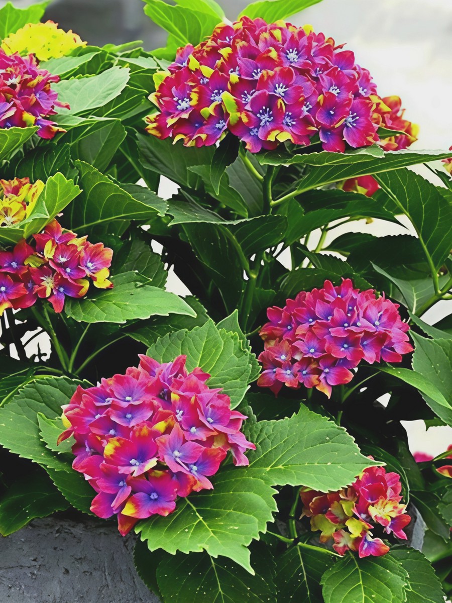 Гортензия крупнолистовая Шлосс Вакербарт/ЦКорЛюкс