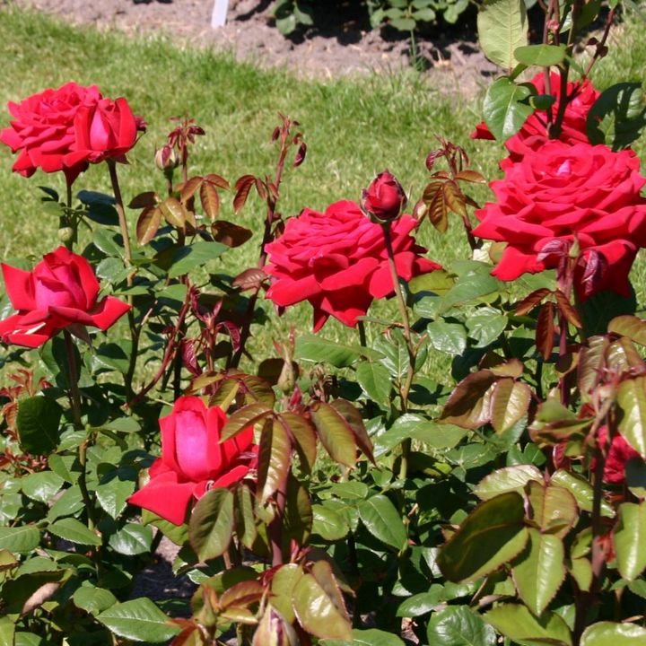 Роза чайно-гибридная Бургунд/ЦКор