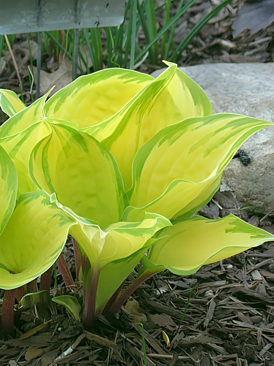 Хоста Волкано Айленд, 1 шт.