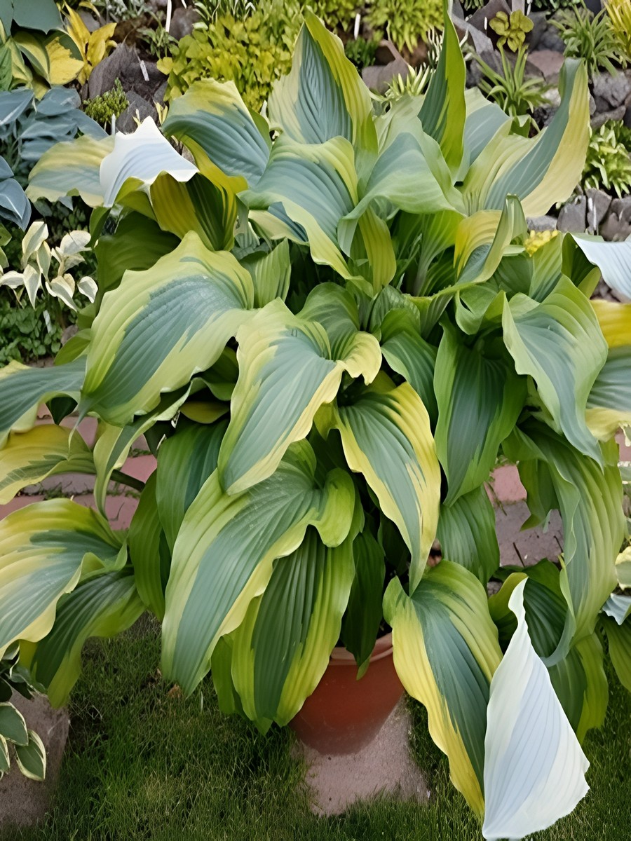 Хоста Манки Бизнесс, 1 шт.