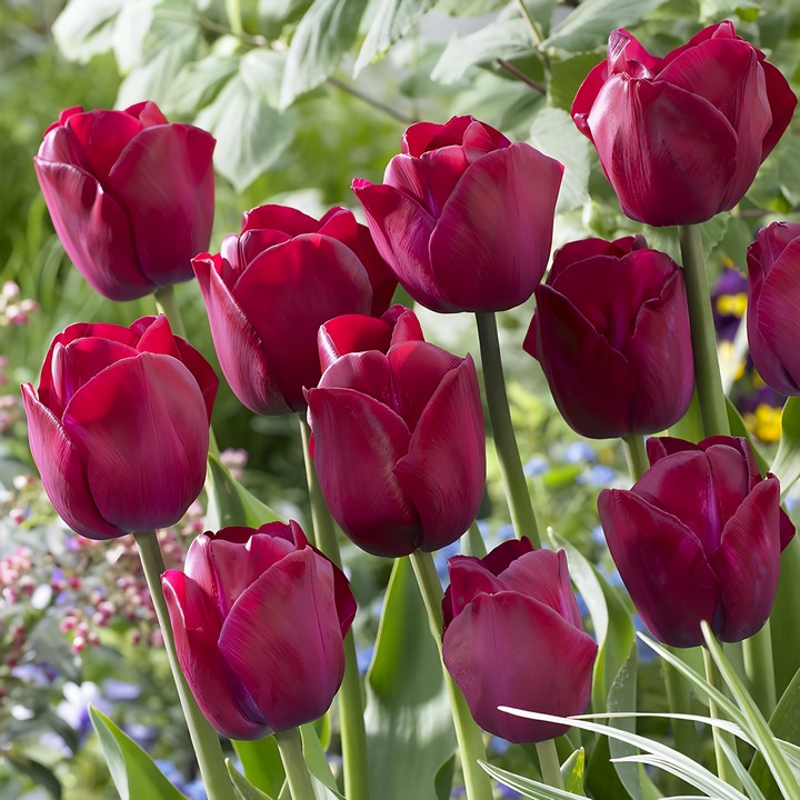 Тюльпан триумф Атилла Граффити, 11/12, 1 шт.