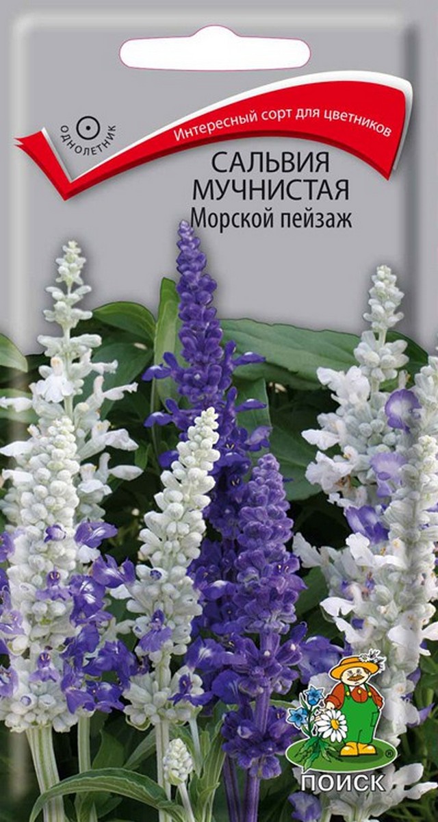 Сальвия мучнистая Морской пейзаж, 10 шт.