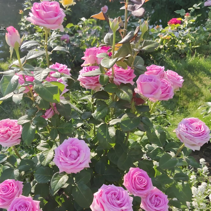 Роза чайно-гибридная Аква/ЦКор