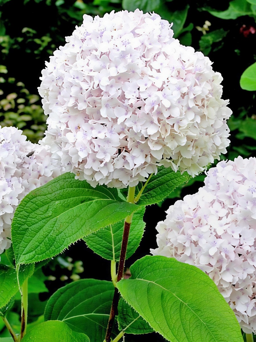 Гортензия древовидная Стерилис