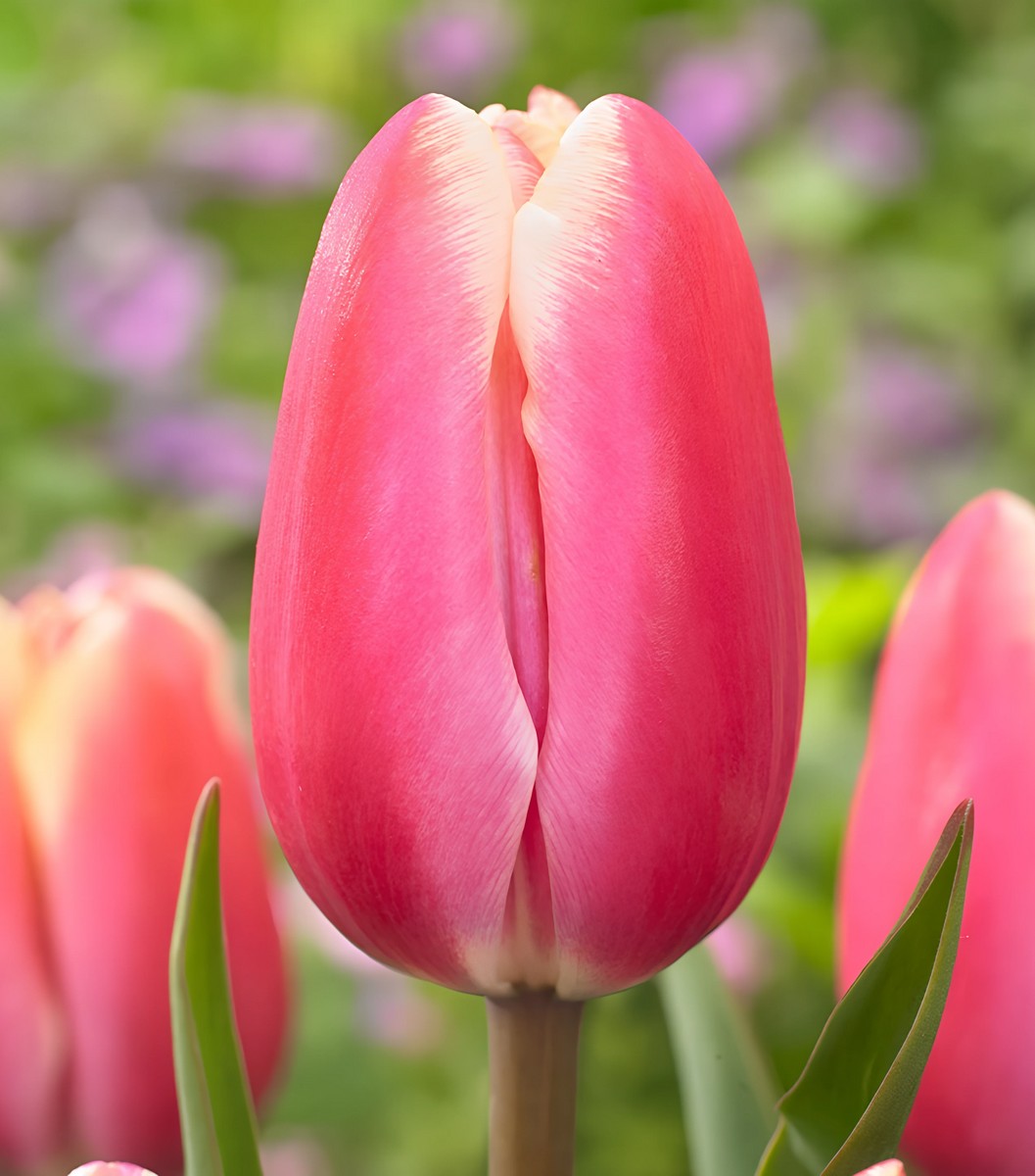 Тюльпан простой поздний Джамбо Бьюти, 11/12, 1 шт.