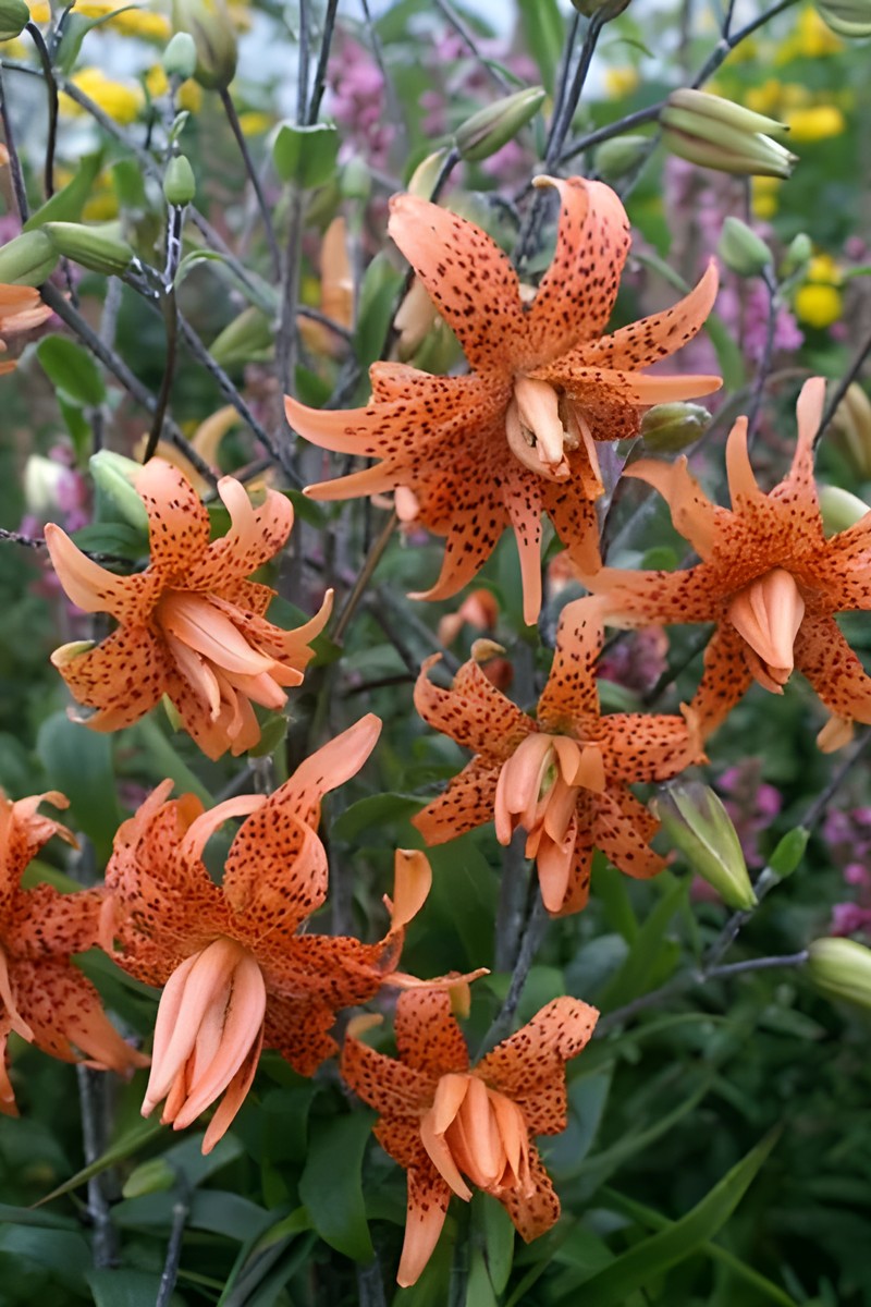 Лилия тигровая Флора Плена, 12/14, 1 шт.