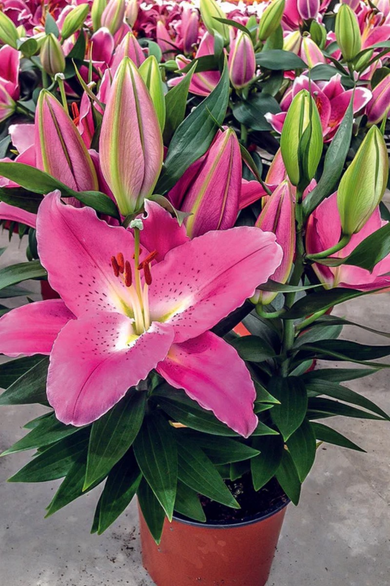 Лилия восточная Акапулько, 12/14, 1 шт.