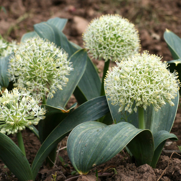 Лук декоративный Айвори Куин, 12/14, 1 шт.