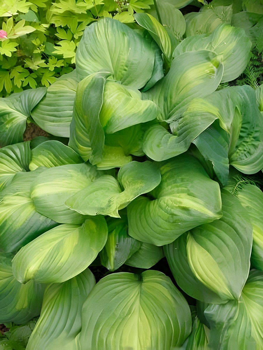 Хоста Авокадо, 1 шт.