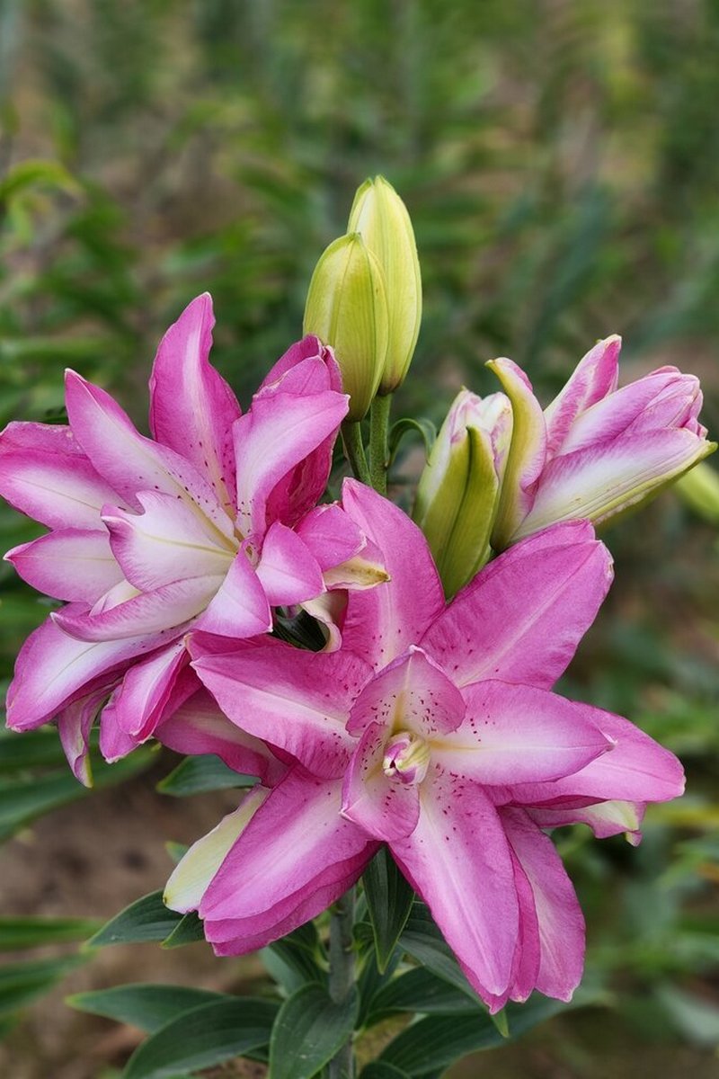 Лилия восточная махровая Лотус Дрим, 16/18, для выгонки, 1 шт.