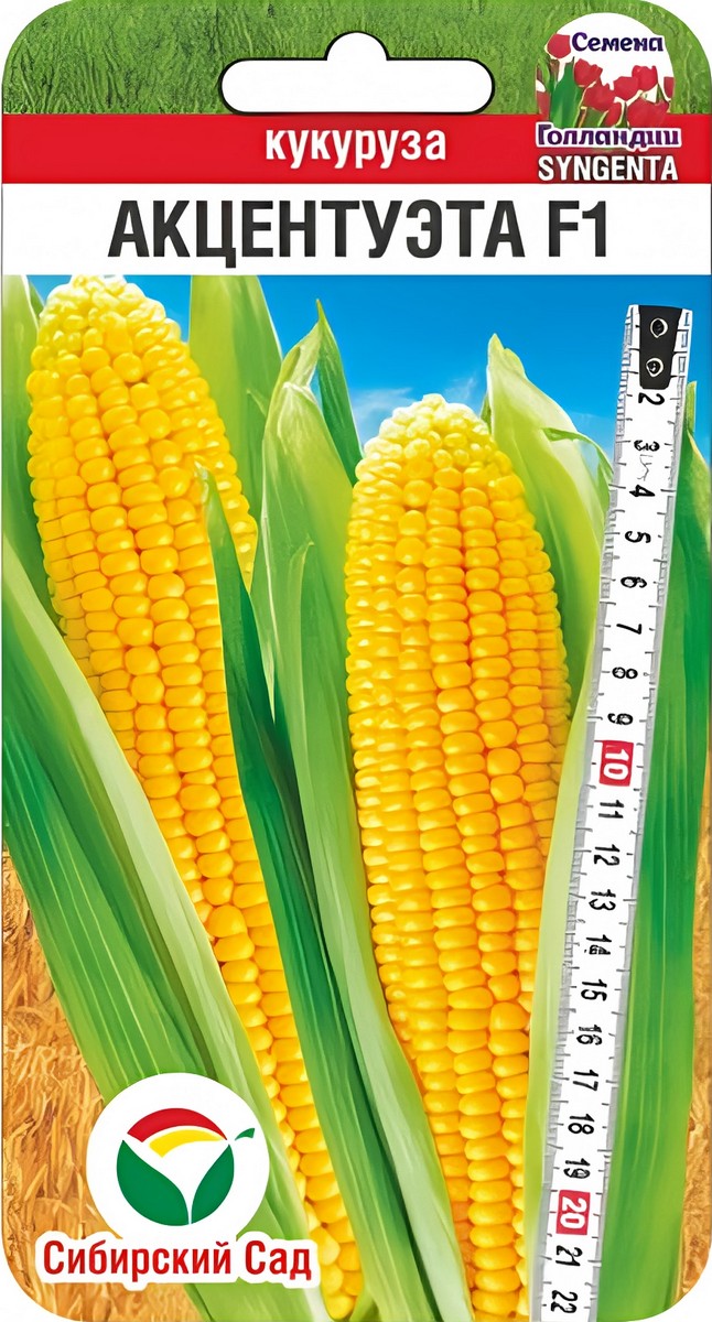 Кукуруза Акцентуэта F1, 5 шт. Семена Голландии