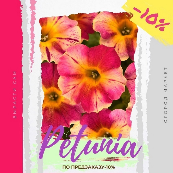 Принимаем заказы на укорененные евро-черенки и сеянцы на 2025 г.