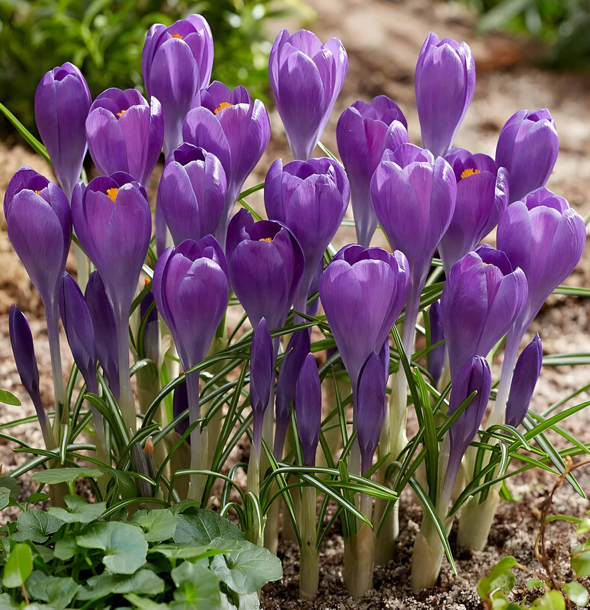 Крокус среднецветковый Блю Оушн, 6/+, 1 шт.