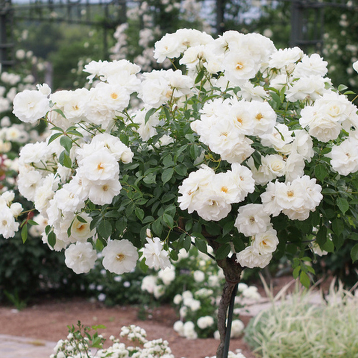 Роза Мейян чайно-гибридная Пьер Ардити/ЦКорЛюкс