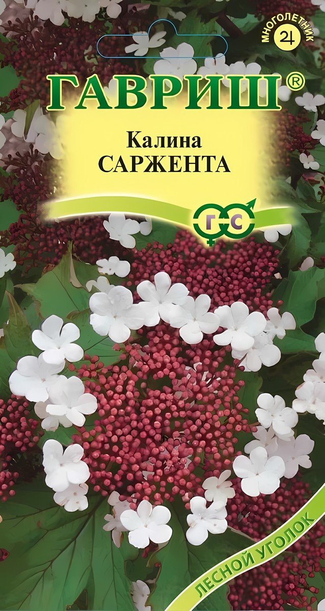 Калина Саржента, 0,5 г. Лесной уголок.