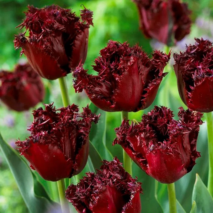 Тюльпан бахромчатый Лабрадор, 11/12, 1 шт.