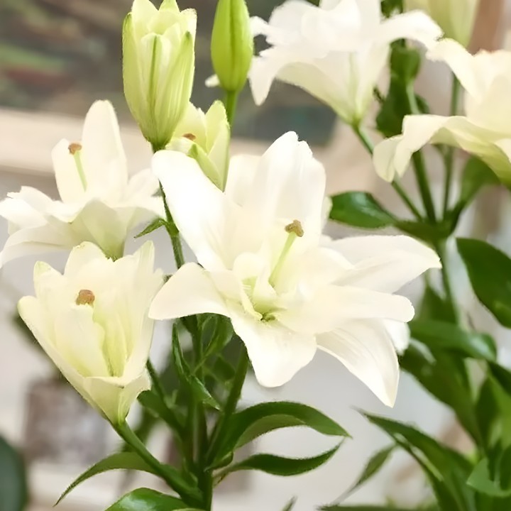 Лилия ЛА-гибрид махровая Бельведер, 12/14, 1 шт.