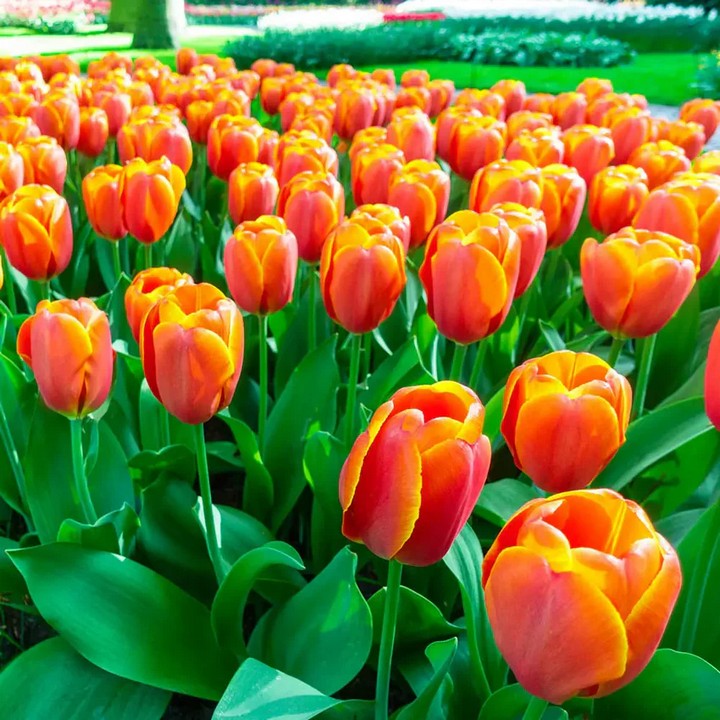 Тюльпан дарвинов гибрид Трипл А, 11/12, 1 шт.