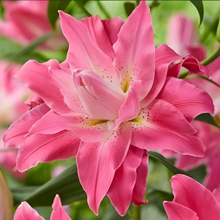 Лилия восточная махровая Дримлайн, для выгонки, 1 шт.