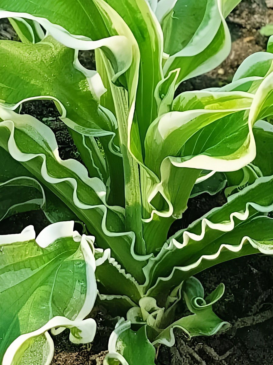 Хоста Летс Твист Эгейн, 1 шт.