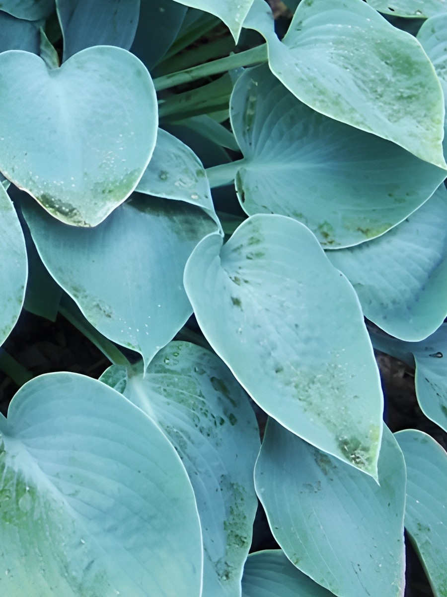 Хоста Блю Стилтон, 1 шт.