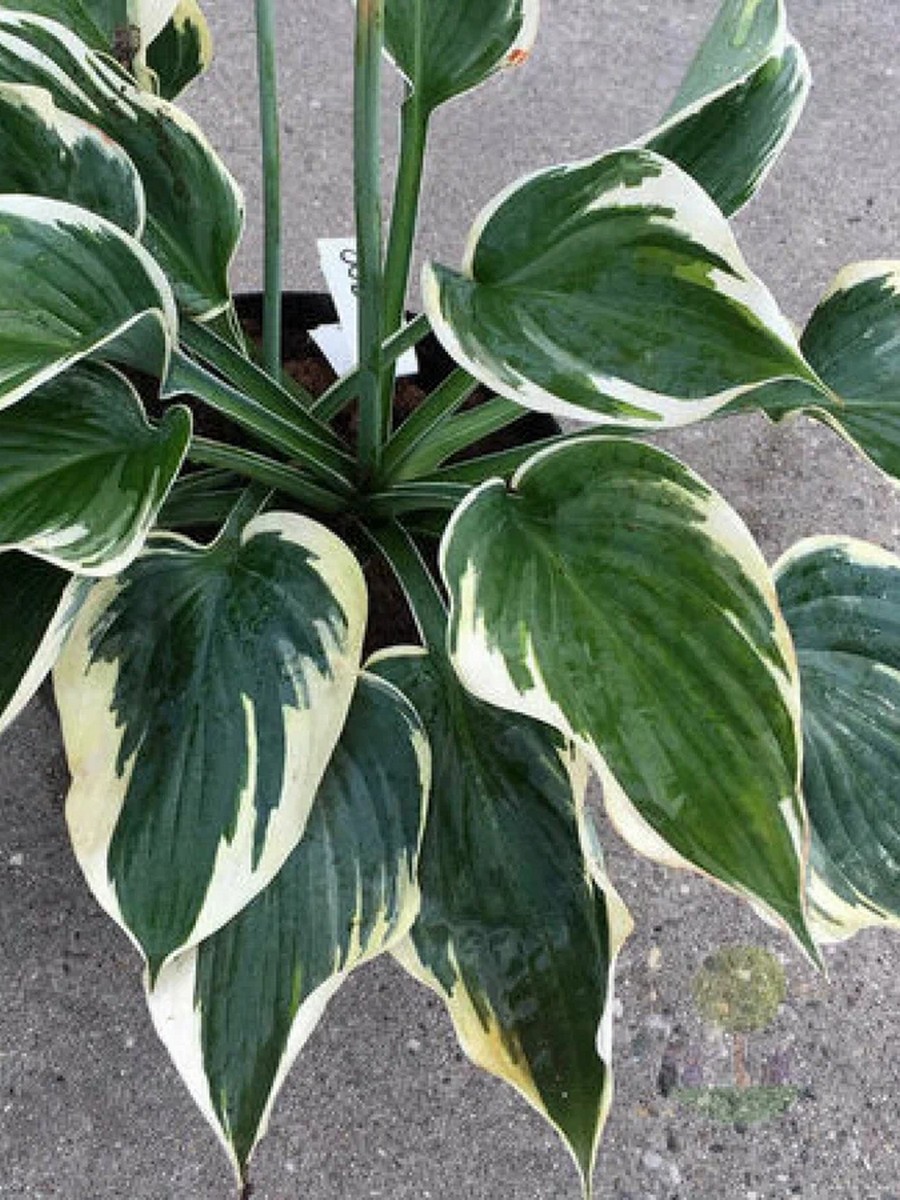 Хоста Хай-Класс, 1 шт.