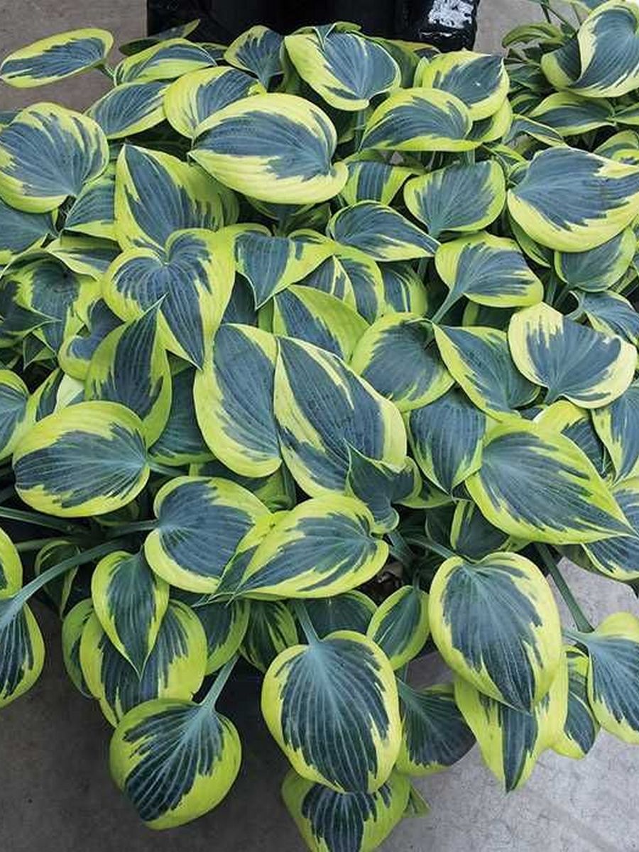 Хоста Бен Верной, 1 шт.