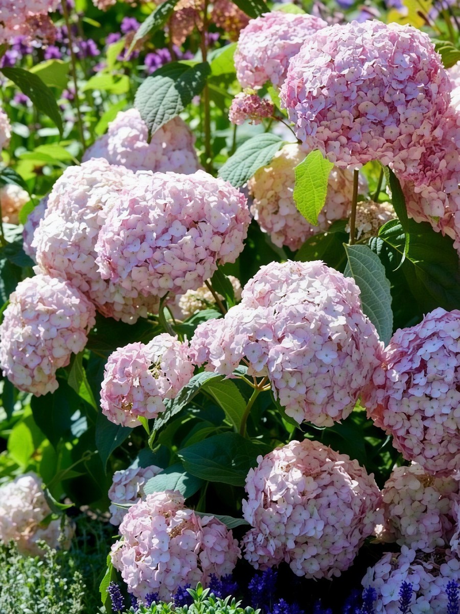 Гортензия древовидная Кандибел Баблгам/ЦКорЛюкс