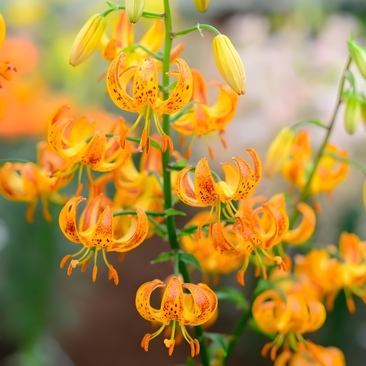 Лилия кудреватая Санни Морнинг, 10/12, 1 шт.