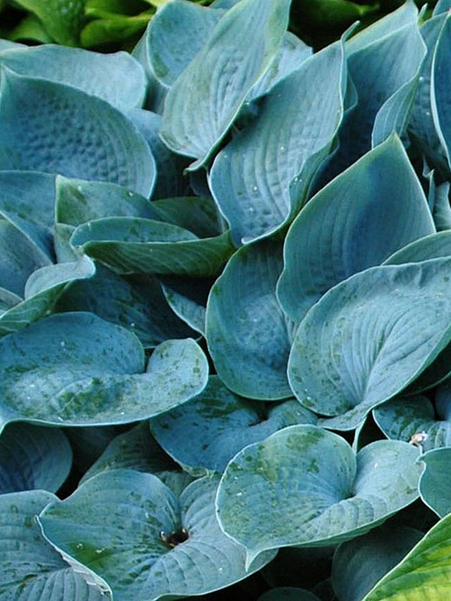 Хоста Фрагрант Блю,1 шт.