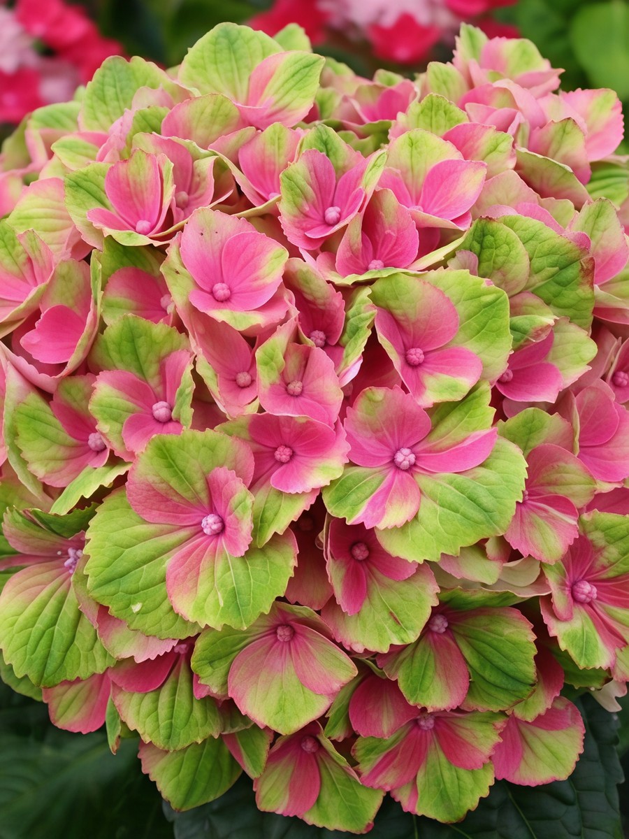 Гортензия крупнолистовая Мэджикал Аметист/ЦКорЛюкс