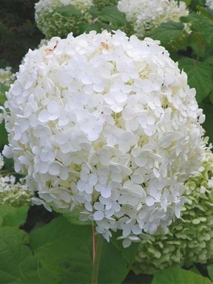 Гортензия древовидная Грандифлора