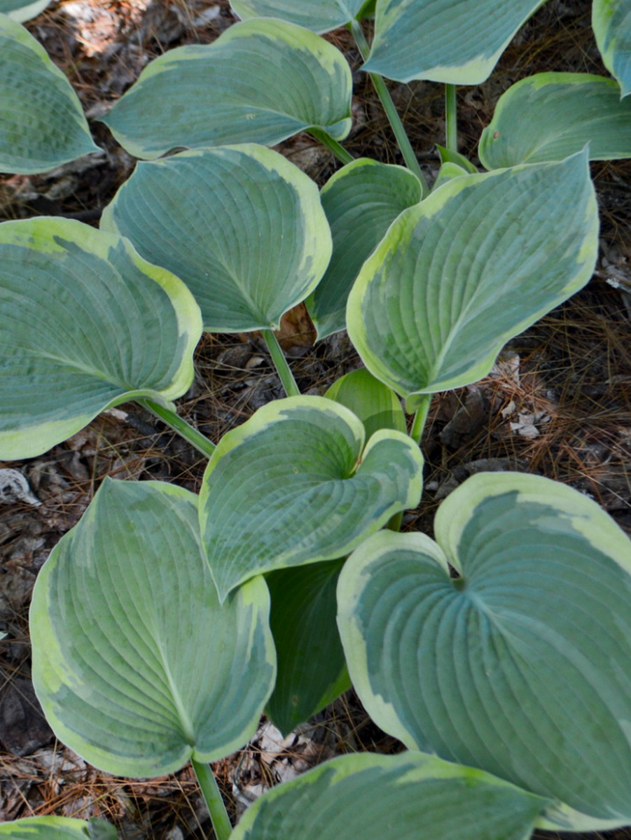 Хоста Американ Хало, 1 шт.