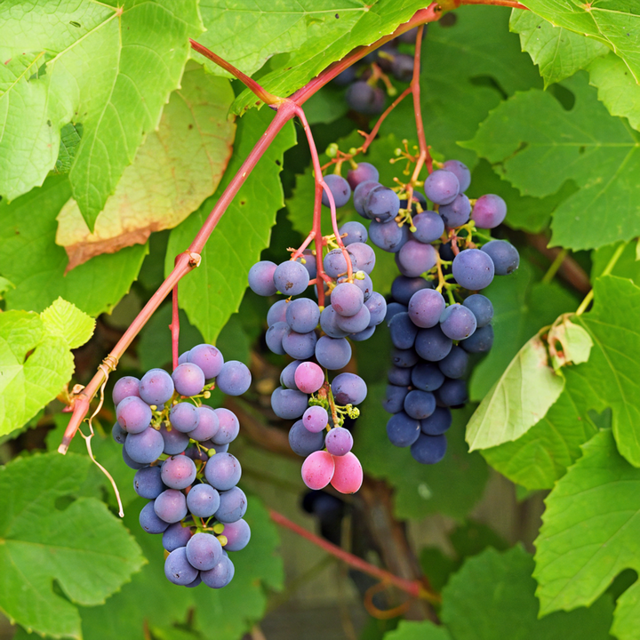 Секреты осеннего ухода за виноградом: как пережить морозы без потерь