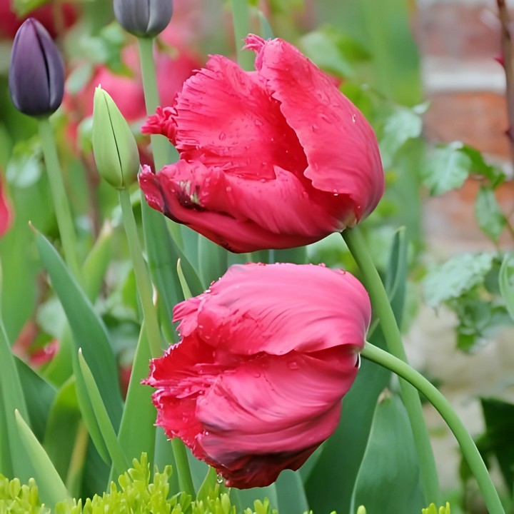 Тюльпан попугайный Рэд Мадонна, 11/12, 1 шт.