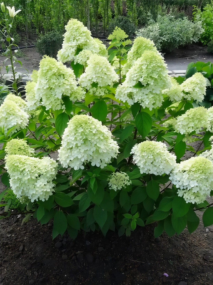 Гортензия метельчатая Бэби Лэйс/ЦКорЛюкс